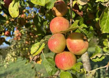 La Route des Fruits