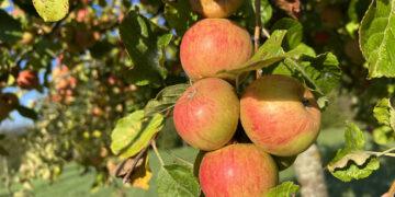 La Route des Fruits