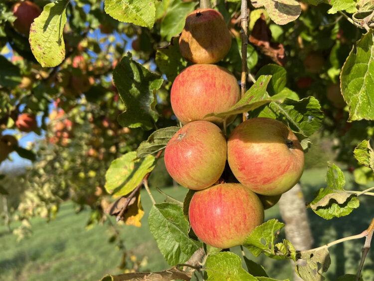 La Route des Fruits