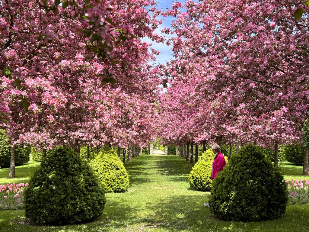 Pommiers en fleurs château de Boutemont